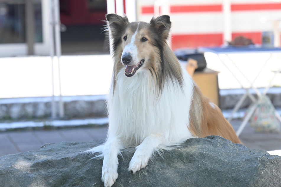 Die berühmte Filmhündin "Lassie" braucht sich keine Sorgen machen: Sie muss im gleichnamigen NASA-Projekt nicht auf den Mond. (Archivbild)
