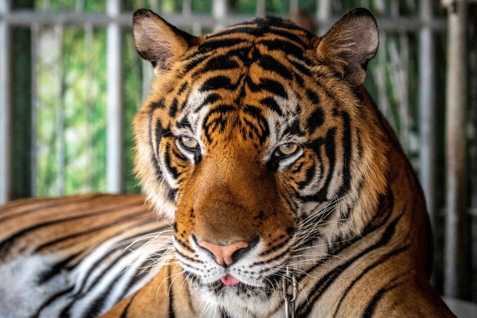 Dutzende Tiere zeigten bei einer Untersuchung Anzeichen einer Erkrankung. (Symbolbild)
