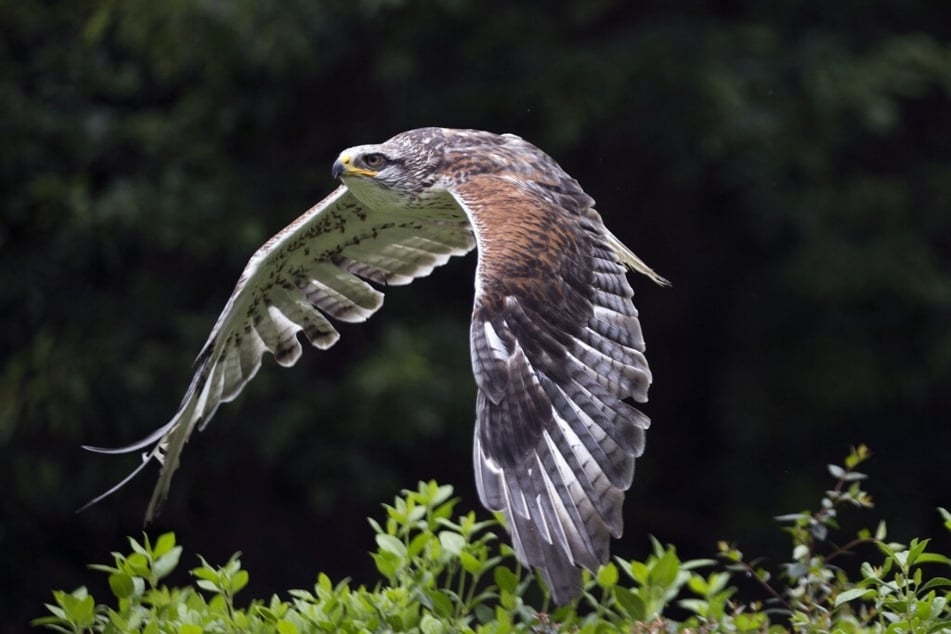 Normalerweise greifen die Steinadler keine Menschen an. (Symbolbild)