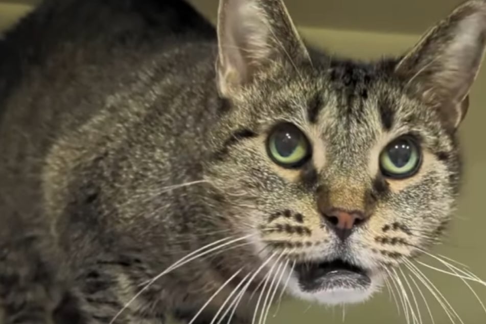 Tierheim-Mitarbeiter schwer irritiert: Was ist denn mit dieser Katze los?