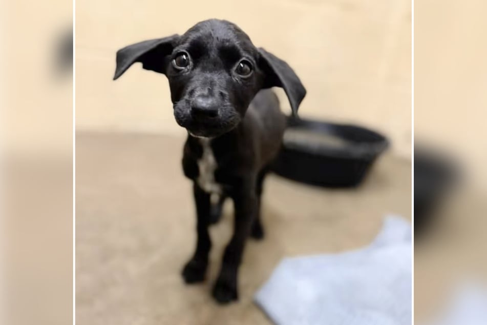 Jynni hofft auf ein liebevolles Zuhause.