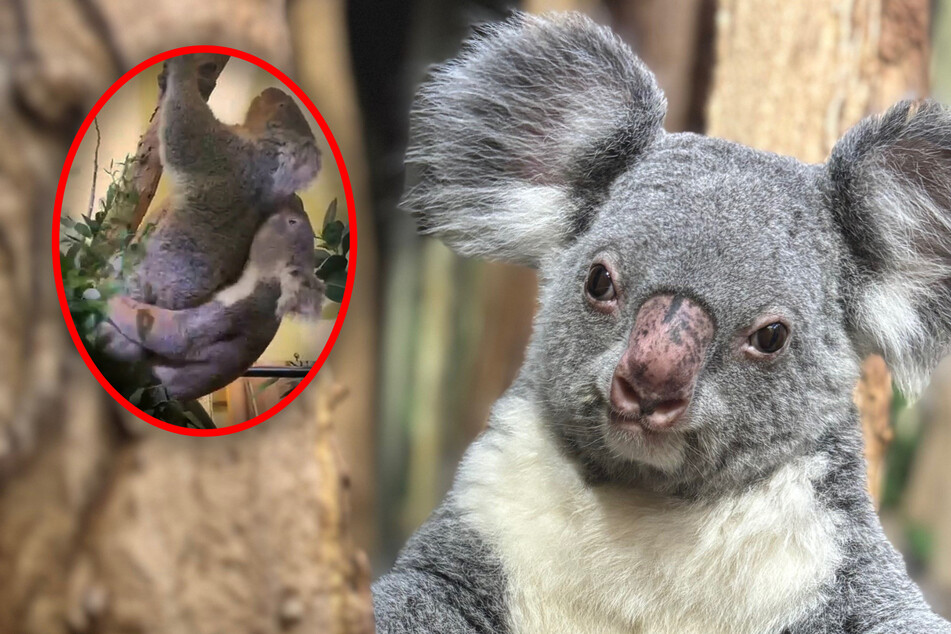 Es hat schon geknistert: Süße Koala-Lady zum Sex-Urlaub in Dresden