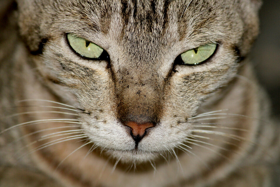 Tierische Corona-Gefahr: Können uns Katzen mit dem Virus anstecken?
