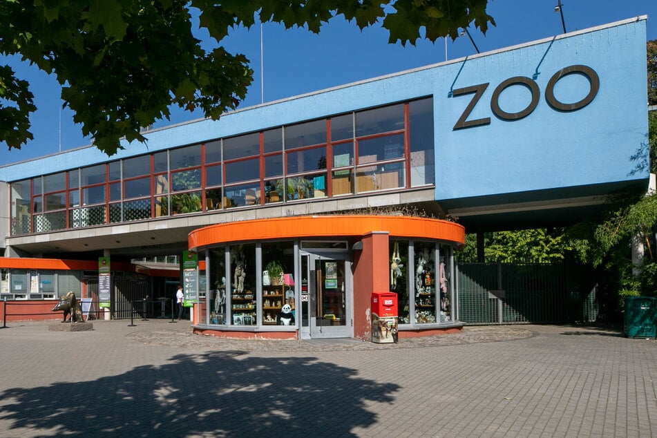 Bald soll die Koala-Dame wieder nach Leipzig zurückkehren.
