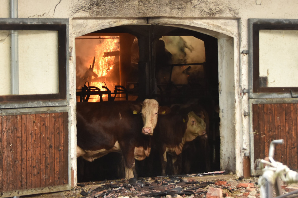 Rund 100 Kühe mussten aus dem brennenden Gebäude - das bis auf die Grundmauern niederbrannte - gerettet werden.