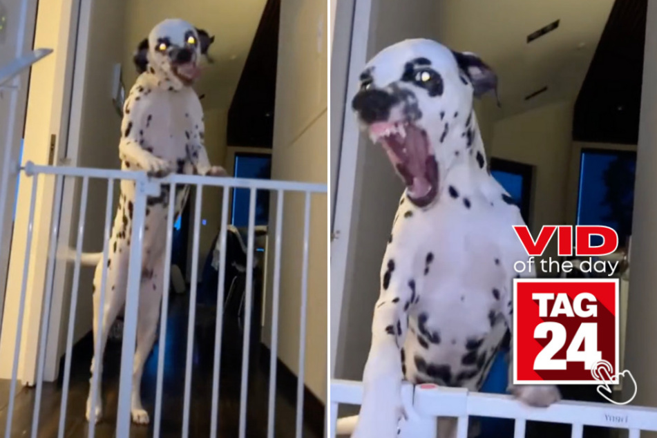 viral videos: Viral Video of the Day for February 11, 2024: Dalmation cracks up internet: "I think I like this little dog"