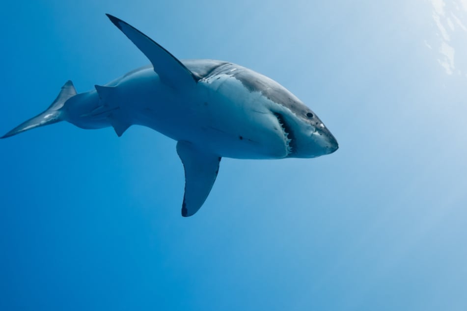 Another shark attack in Australia, as teenage surfer has brush with death