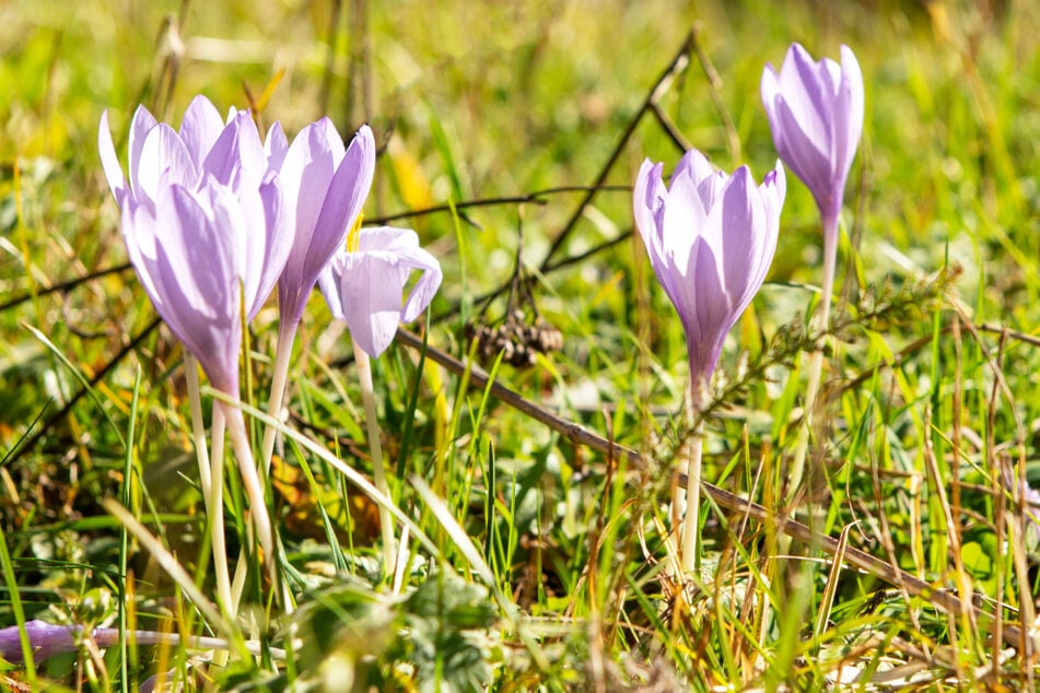 Frühlingstage wie aus dem Bilderbuch: Am Samstag kann es in Frankfurt und Hessen bis zu 20 Grad warm werden. (Symbolfoto)