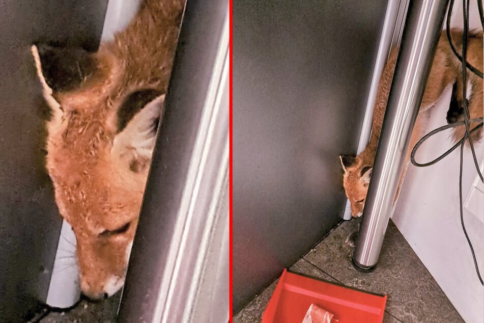 Am Mittwochabend hatte sich dieser wilde Fuchs in die Görlitzer Polizeiwache verirrt.