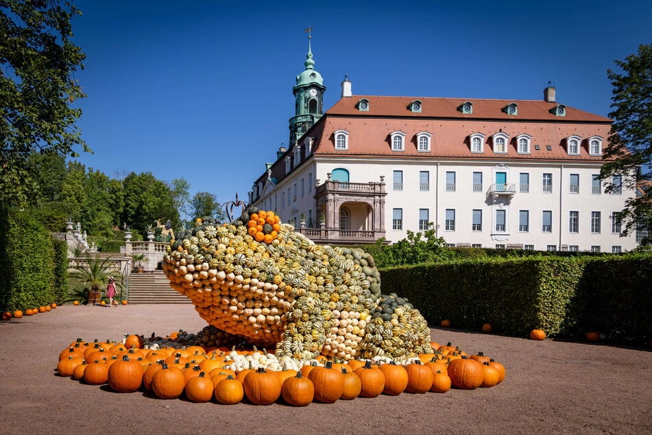 "Der Froschkönig" besteht aus rund 1500 Kürbissen.