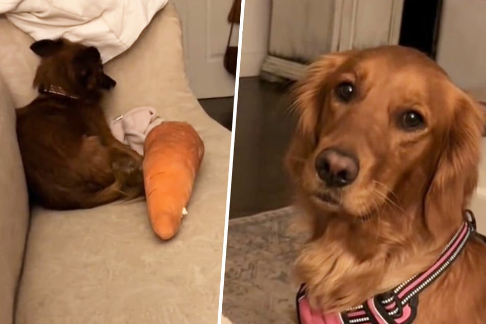 The poor dog is sitting on the sofa, completely terrified. Golden retriever Rosie tries her best to comfort him.