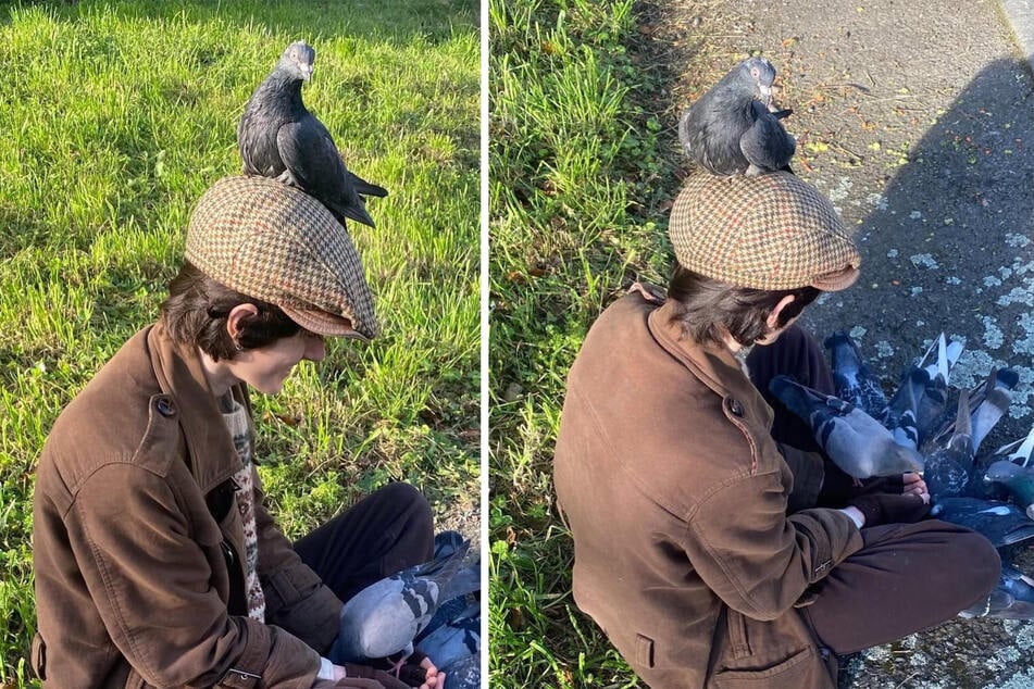 To, že holubi u Moeho Hawka jsou tak přátelští, má svůj důvod.