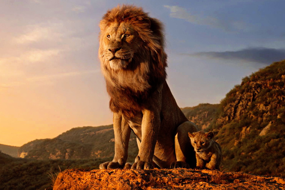 Die Neuauflage eines absoluten Klassikers: Der König der Löwen überzeugt auch in der Realverfilmung.