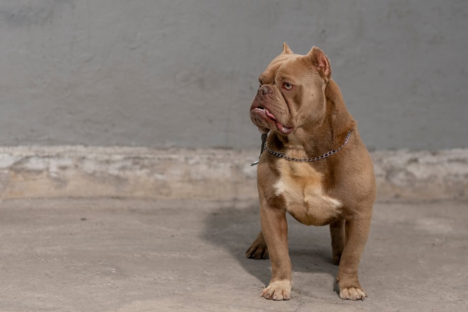 Der freilaufende Hund stürmte direkt auf den Gassigeher (54) und seinen Vierbeiner los und biss zu. (Symbolfoto)