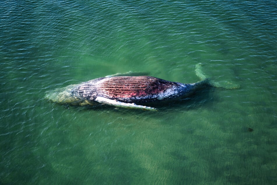Die Reise des Buckelwals "Timmy" endete vor der dänischen Insel Anholt.