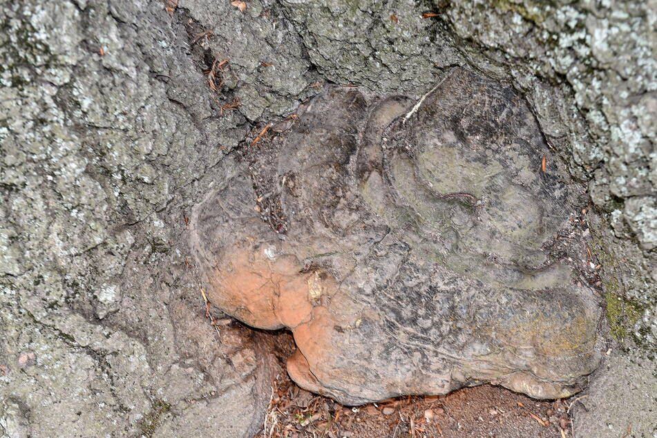 Für den 250 Jahre alten Baum wird der Pilz "Kupferroter Lackporling" zur tödlichen Gefahr.