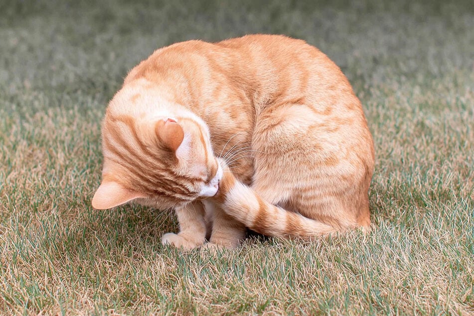 Hat sich die Katze am Schwanz verletzt, wird sie versuchen, die Wunde zu lecken.