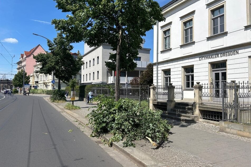 Auf der Antonstraße, nahe dem Bahnhof Neustadt, fiel ein Ast auf den Gehweg.