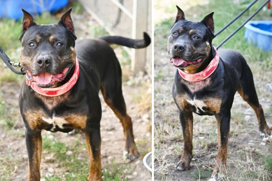 Un croisement de Rottweiler, Junior (9 ans), attend un nouveau propriétaire dans un refuge pour animaux à Berlin.