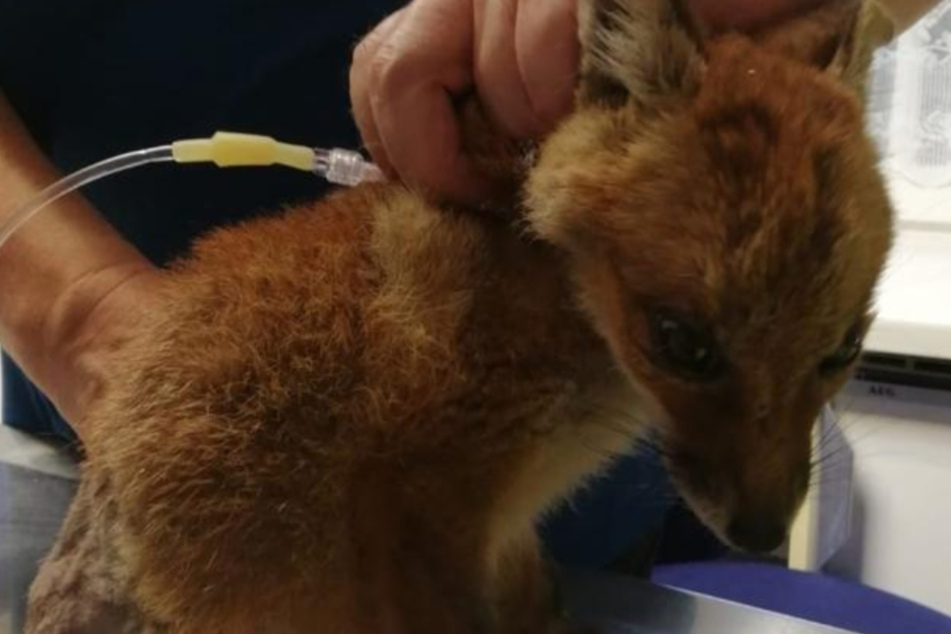 Dieses Fuchsbaby hat es leider nicht geschafft.