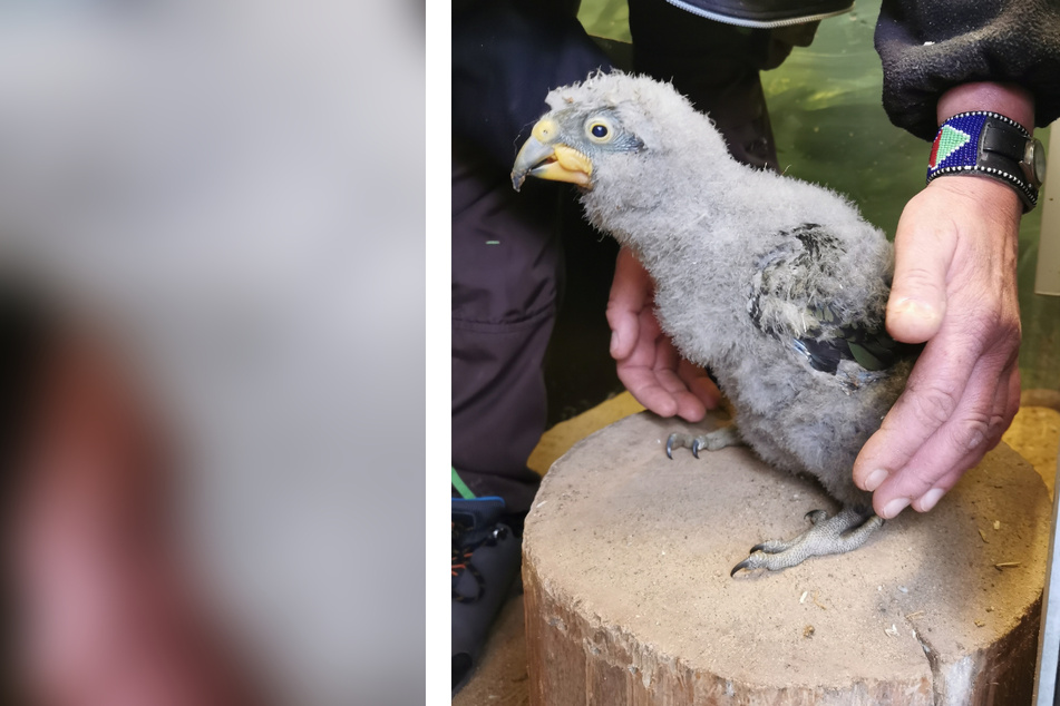 Nachwuchs im Erfurter Zoo: Drei kleine Papageien erblicken das Licht der Welt