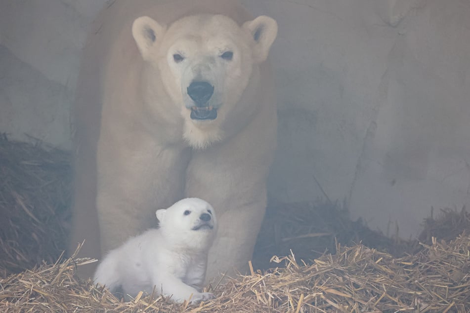 Aktuell befindet sich der kleine Eisbär noch in der Obhut seiner Mutter Nuka.