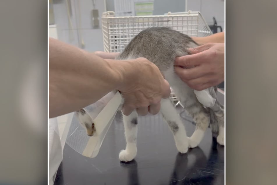 Die kleine verletzte Katze wurde vom Tierarzt jüngst auf Herz und Nieren durchgecheckt.