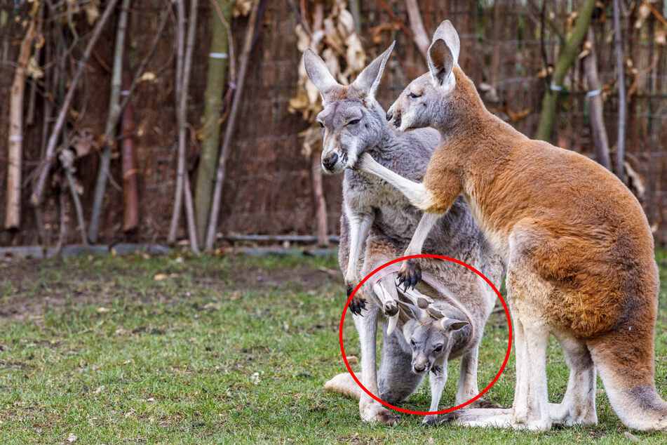 Das kleine Känguru klettert trotz Kälte aus Mama Ronjas Beutel.