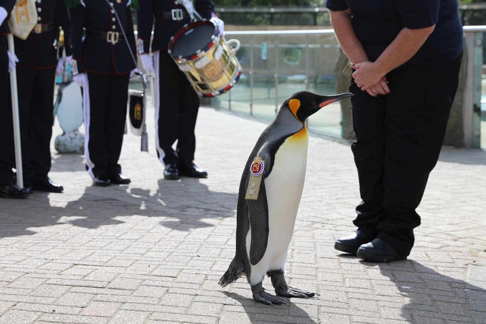 Pinguin Olav ist bereits Ritter und hat einen Titel als Baron.