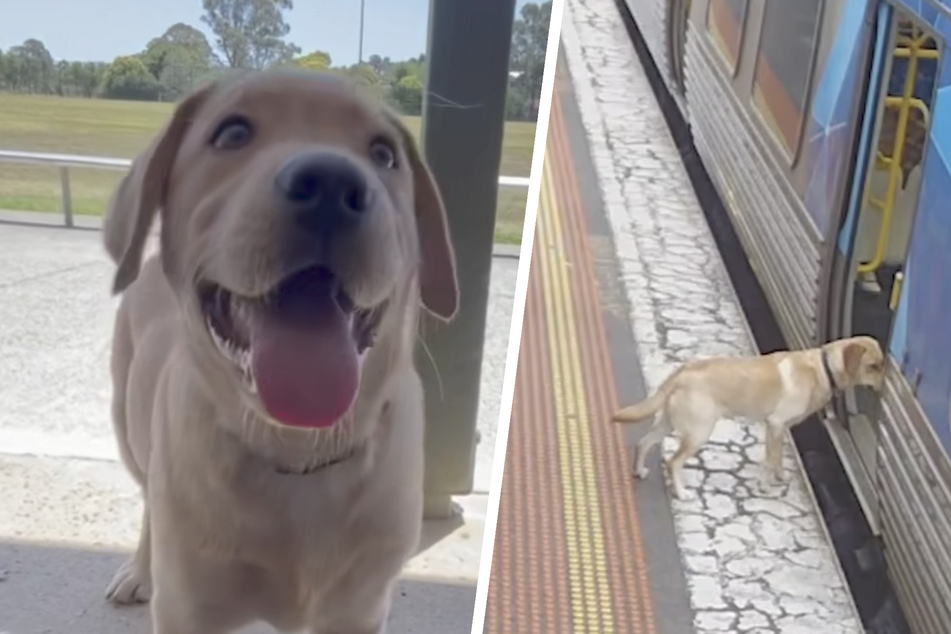 Labrador steigt in Zug, doch der Hund hat nicht mit dem Personal gerechnet