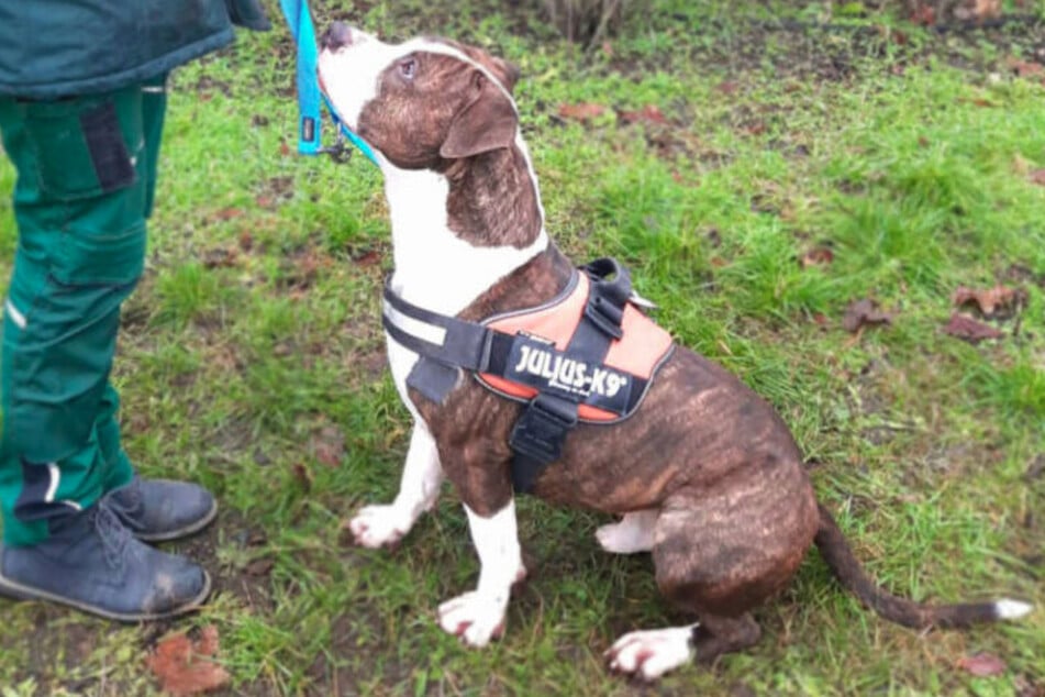 Staffordshire Bullterrier Baddy (4) wartet im Berliner Tierheim auf seine neuen Menschen.