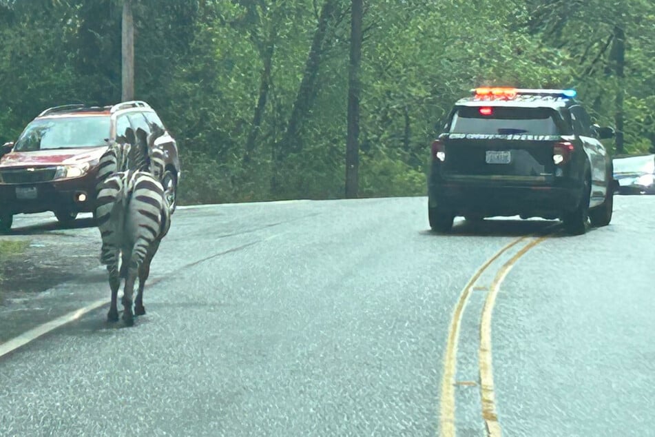 Zebra-Drama: Polizei auf der Jagd nach geflohenen Tieren