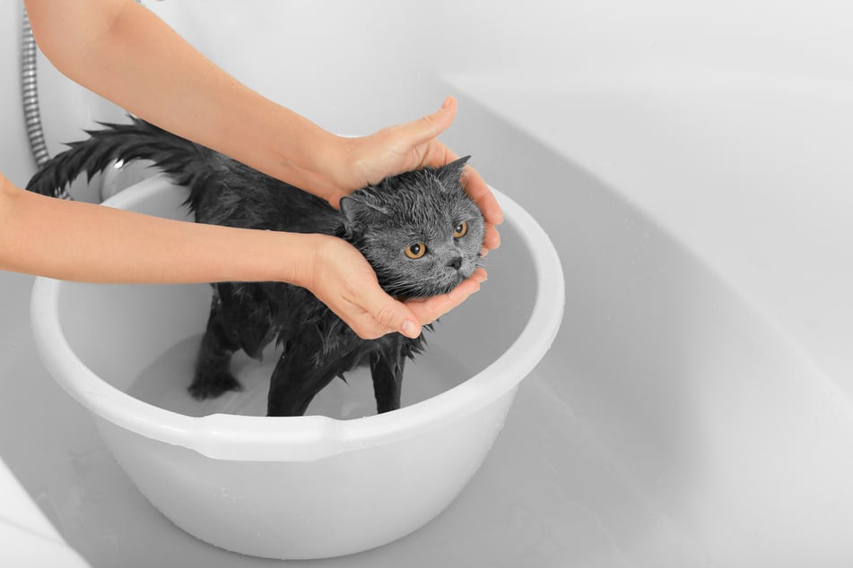 Kennt Deine Katze kein Wasser, dann solltest Du es vermeiden, sie direkt mit einem Wasserstrahl nass zu machen.