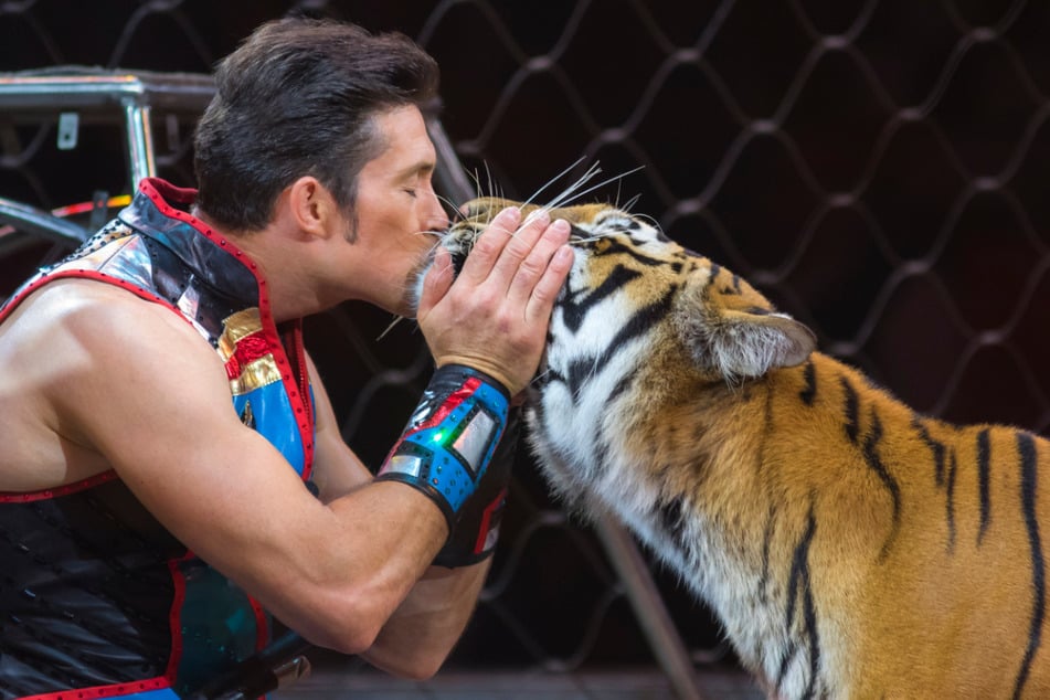 Wenn Alexander Lacey (46) einen Tiger "küsst", hält das Publikum den Atem an.
