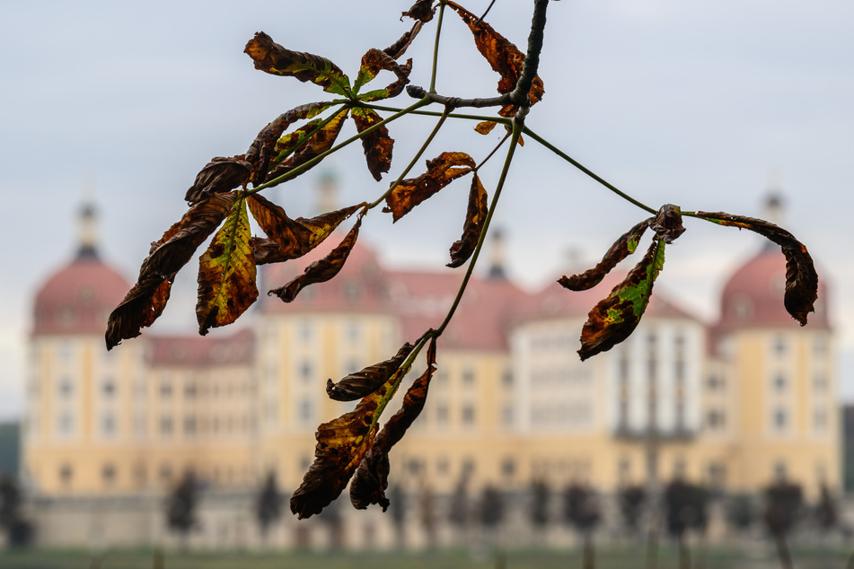 In Sachsen haben sich die Blätter herbstlich-bunt gefärbt.