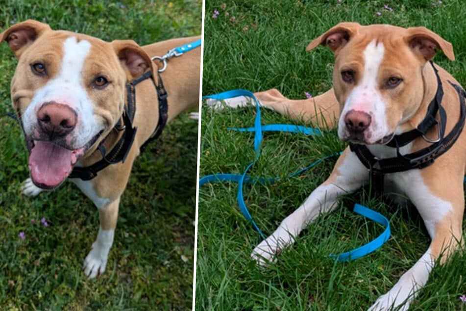Freundlicher Staff-Mix fühlt sich im Tierheim einsam: Wer kümmert sich um "Kampfschmuser" Yasko?