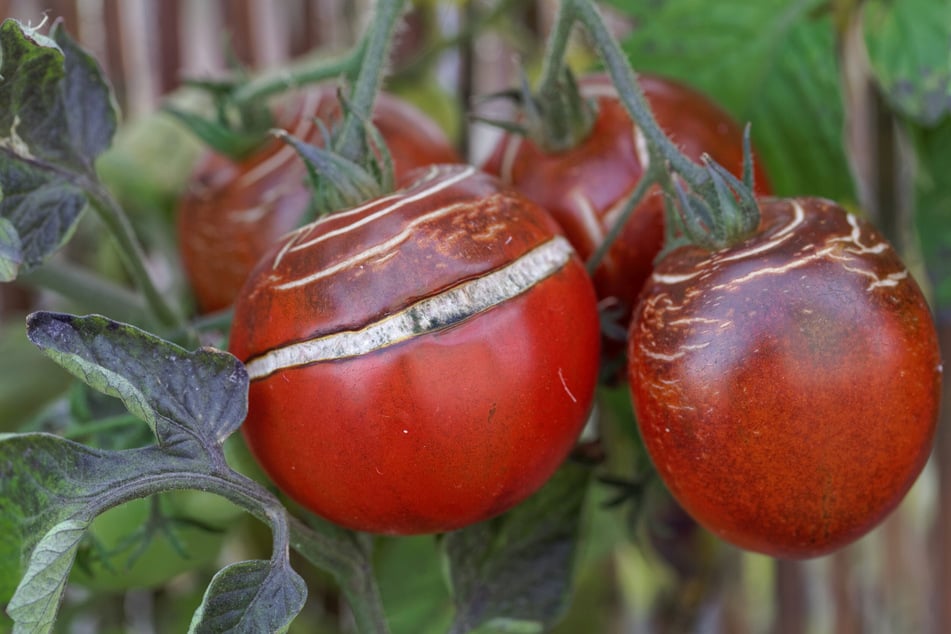 Wenn eine Tomate platzt, können ringförmige oder gerade, vertikale Risse entstehen.