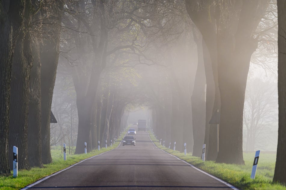 Am Donnerstagabend krachte ein Auto in Güstrow gegen einen Baum. Von dem Fahrer fehlte jedoch jede Spur. (Symbolfoto)