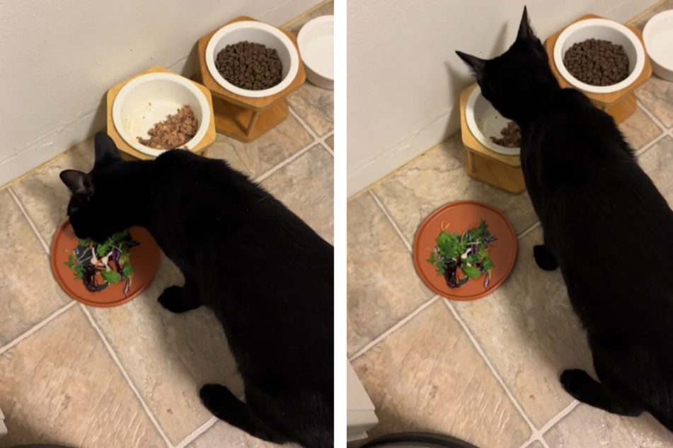 Katze verschmäht plötzlich ihr Futter, doch dieser einfache Trick änderte alles