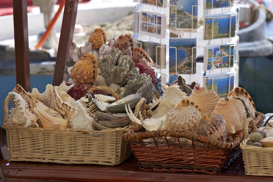 Muscheln als Souvenirs? Klingt problemlos, könnte am Grenzübergang allerdings für ordentlich unnötigen Ärger sorgen.