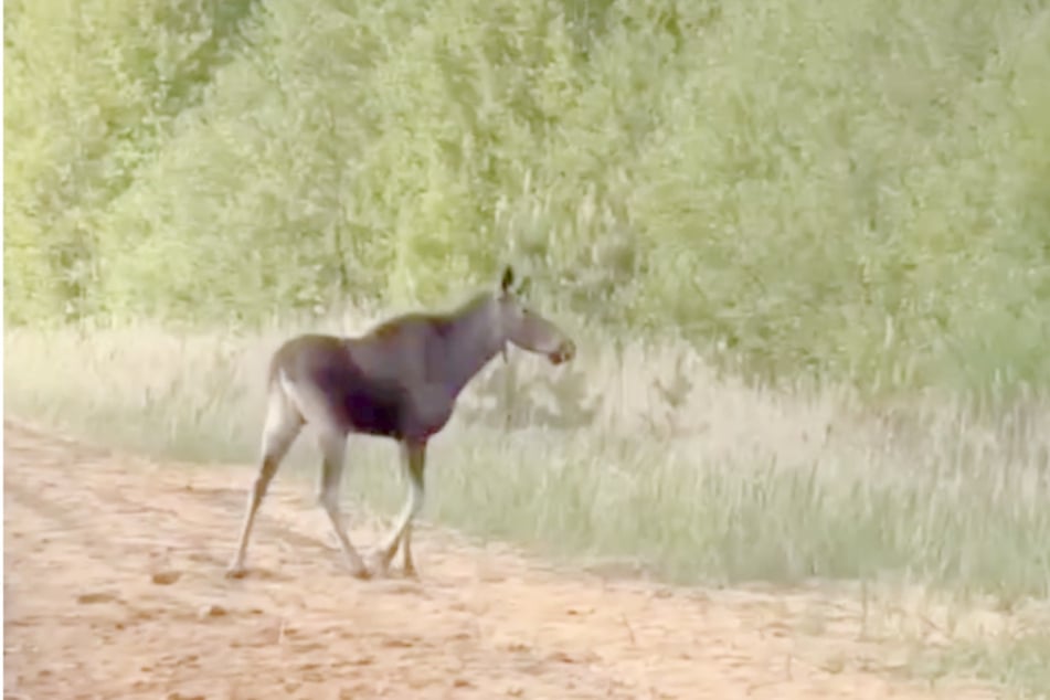 Elchkuh-Elwira im Mai, hier noch am Bärwalder See. Ist sie schwanger?