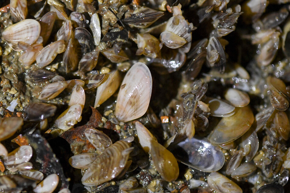 Auch die im Bodensee wachsenden Quagga-Muscheln wurden eingeschleppt und werden zum Problem. (Archivbild)