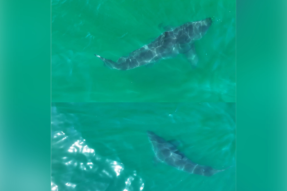 Wenige Tage vor der Sichtung des vermeintlichen Weißen-Hai-Babys entdeckten Gauna und Sternes mehrere trächtige Hai-Weibchen.
