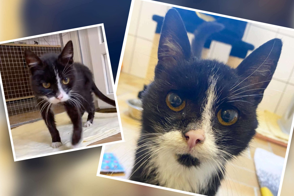Kater "Rasmus" wurde in einem jämmerlichen Zustand ins Tierheim eingeliefert. Nun hat das Tier sich erholt und ist bereit, vermittelt zu werden.