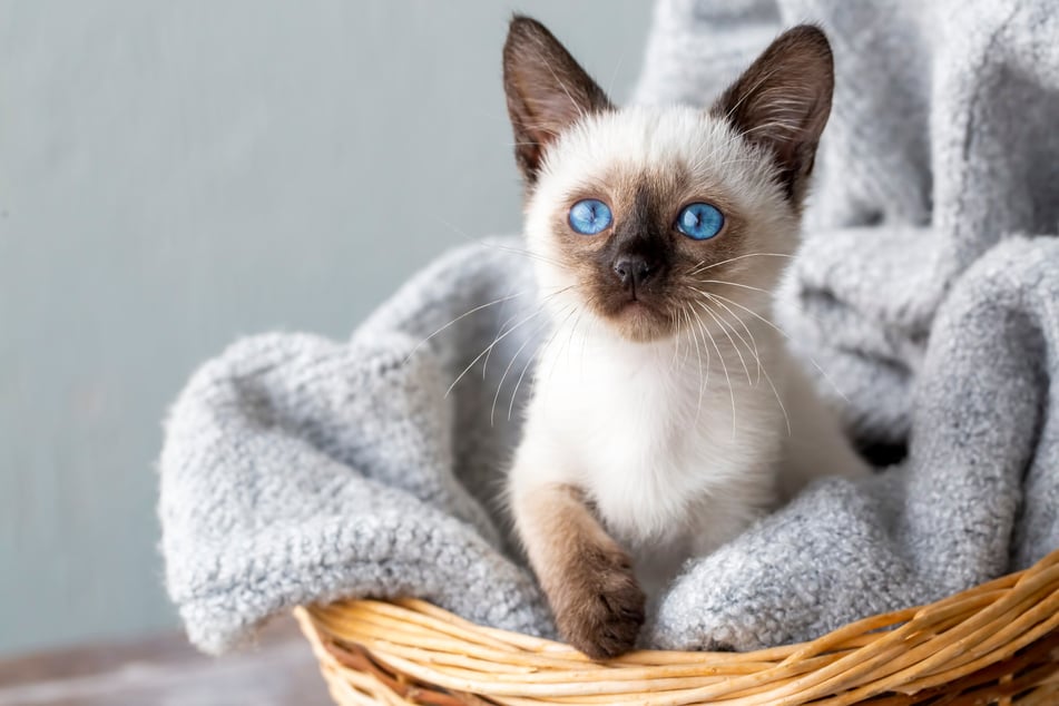 Welche Katzen verlieren keine Haare? Die Siamkatze zum Beispiel, sie belegt Platz fünf.