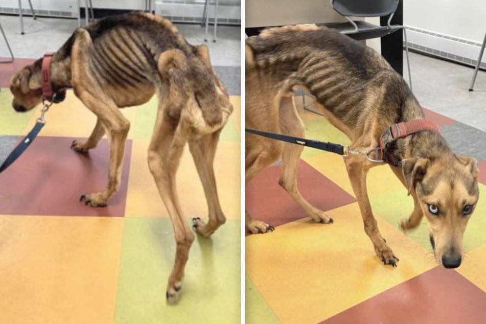 The staff at the Pennsylvania SPCA (PSPCA) in Philadelphia were horrified when they first saw the skeletal dog Jeremiah last year.