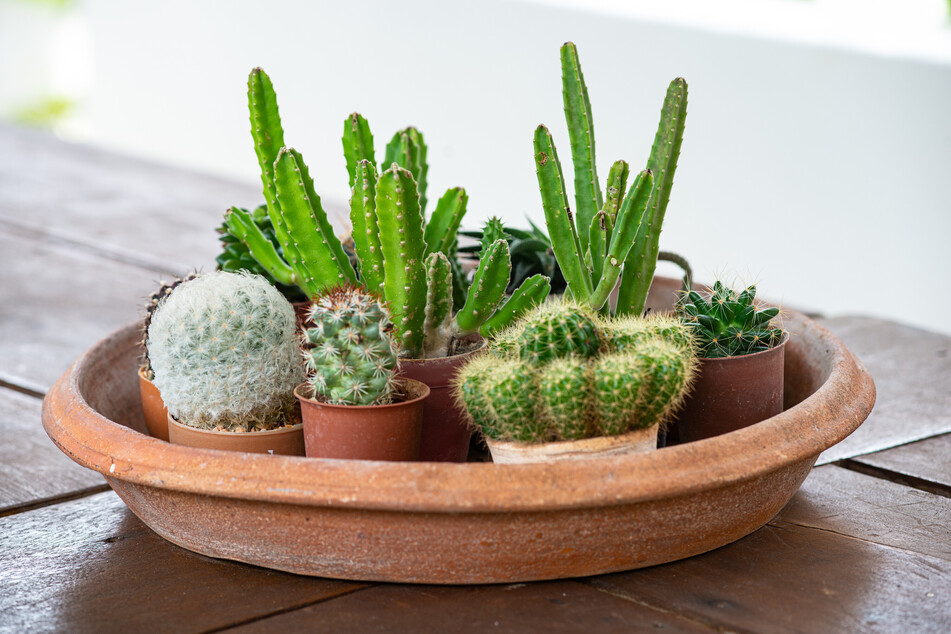 Auch nicht winterharte Kakteen können im Sommer in den Garten gestellt werden.