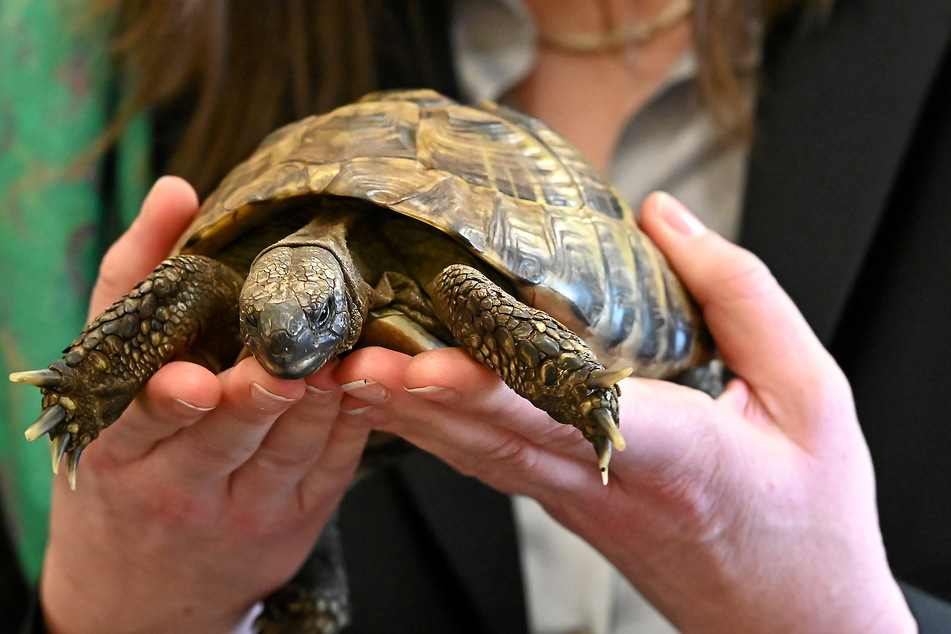 Auch Exoten wie diese Schildkröte landen im Tierheim.