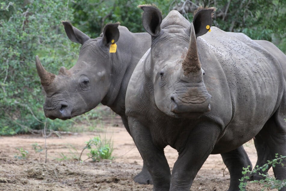 Rekord-Schmuggel vereitelt: Behörden stoppen Lieferung von 20 Nashorn-Hörnern