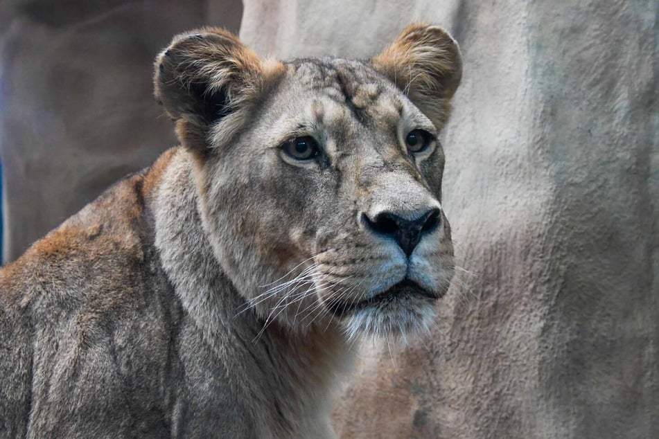 Der Zoo Halle hat bekannt gegeben, dass Löwen-Dame Nyla eingeschläfert werden musste.